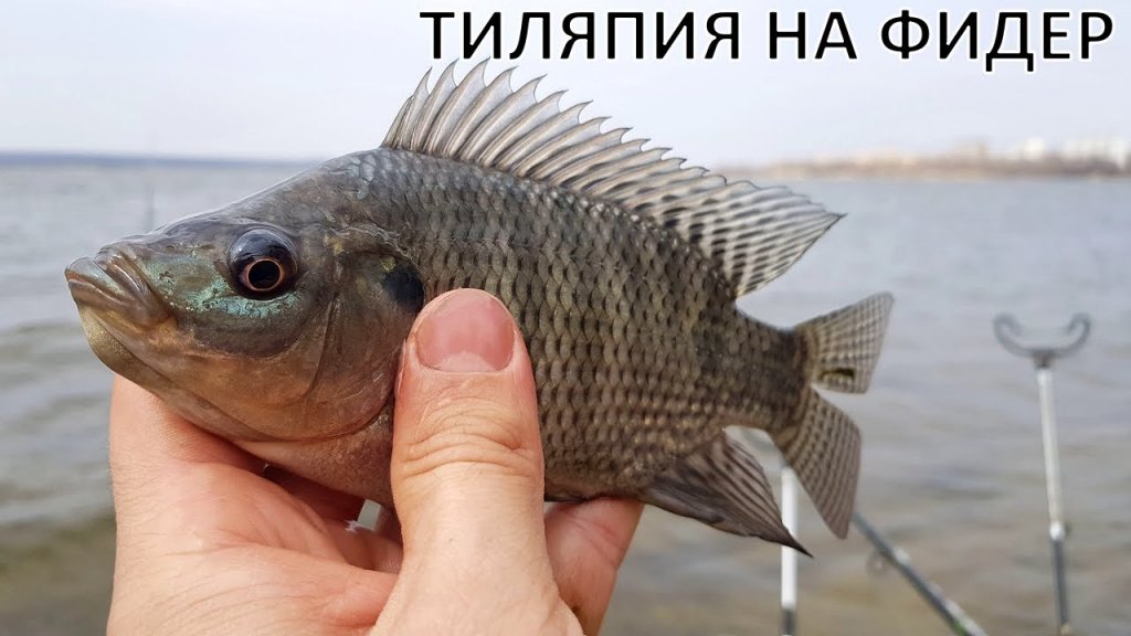 Тиляпия на фидер | открытие фидерного сезона на охладителе аэс Тиляпия на фидер | открытие фидерного сезона на охладителе аэс