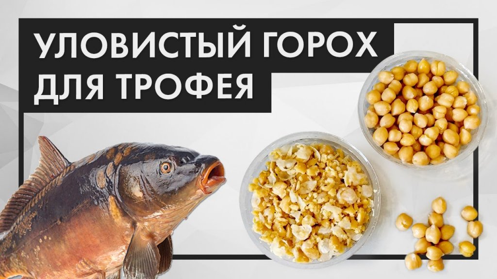 УЛОВИСТЫЙ ГОРОХ НУТ для трофея. Как приготовить горох для рыбалки на КАРПА, ЛЕЩА и КАРАСЯ УЛОВИСТЫЙ ГОРОХ НУТ для трофея. Как приготовить горох для рыбалки на КАРПА, ЛЕЩА и КАРАСЯ