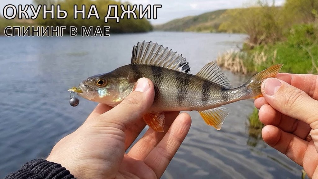 Рыбалка на ЛАЙТ СПИНИНГ на реке Дон | ОКУНЬ на Fanatik Рыбалка на ЛАЙТ СПИНИНГ на реке Дон | ОКУНЬ на Fanatik