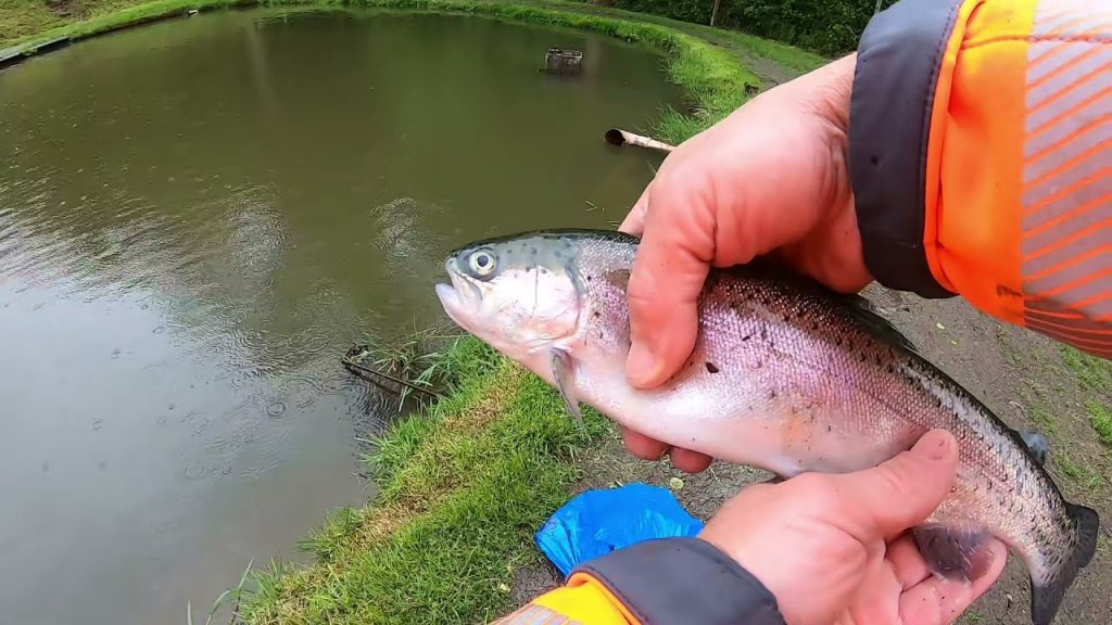 Смена растёт. Форелевая рыбалка  с внуками. Angelpark scheid. Trout area.