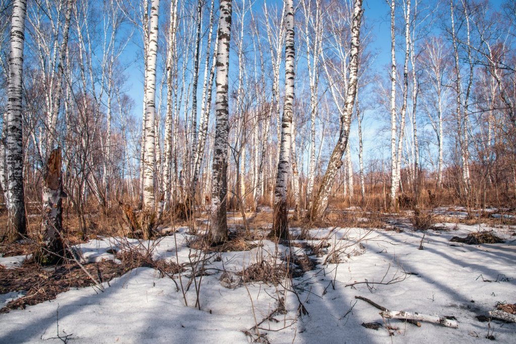 Весенний лес песня слушать. Весенний лес. Картинки весеннего леса.