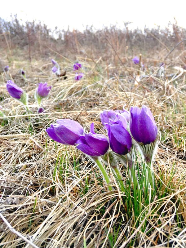 Поздняя весна в Горном Алтае