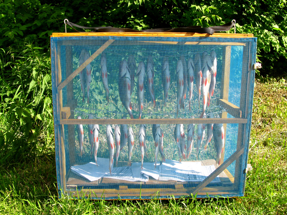Как сделать ящик для вяления рыбы своими руками? Видео. Фото