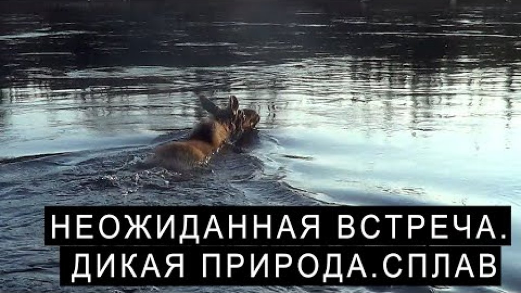 Олень через реку. Рыбачить или снимать видео