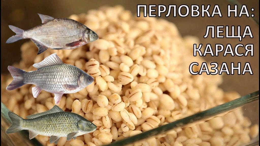 Как приготовить перловку на леща, карася? Рецепт перловки для новичков Как приготовить перловку на леща, карася? Рецепт перловки для новичков