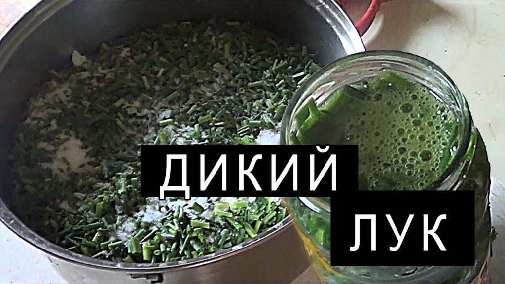 Дикий лук. Собираем и солим. Заготовка лука. Дикий лук. Собираем и солим. Заготовка лука.