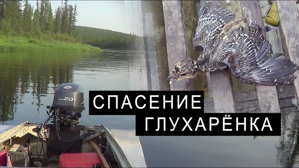 Спасение глухарёнка. Спасение глухарёнка.