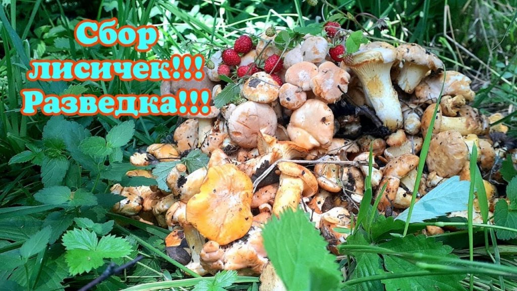 Грибной сезон открыт! Собрали лисичек! Нашли поляну клубники! Земляника спеет! Грибной сезон открыт! Собрали лисичек! Нашли поляну клубники! Земляника спеет!