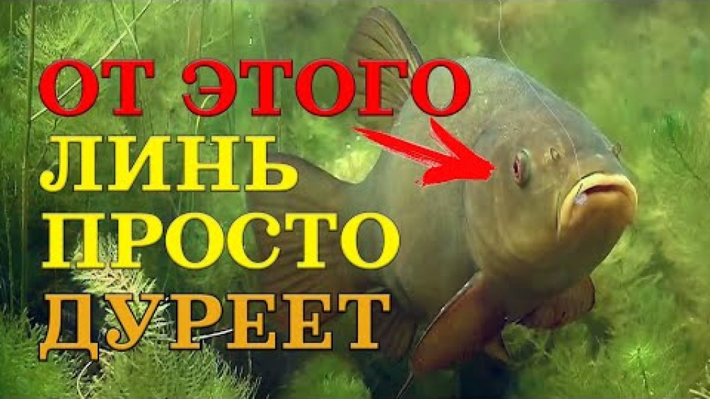 Убойная насадка и прикормка на линя. На это линь клюёт в любое время года в любом водоёме. Розыгрыш Убойная насадка и прикормка на линя. На это линь клюёт в любое время года в любом водоёме. Розыгрыш