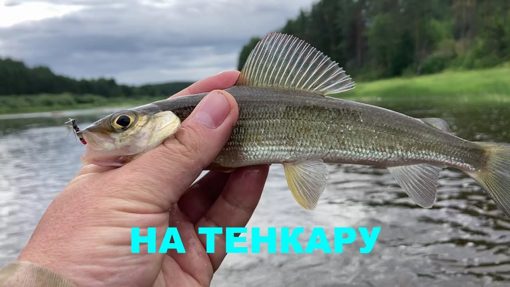 Новое место Разведка после жары  Тенкара#velskii_hook#tenkara