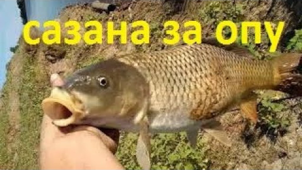 Поймал сазана за хвост на джиг Поймал сазана за хвост на джиг