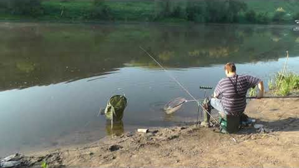 Ловля рыбца (вимбы) на фидер летом на реке