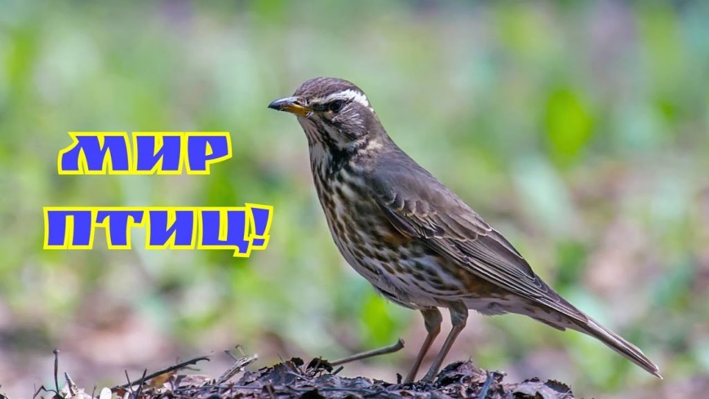 Наблюдения охотника! Мир птиц! Птенцы! Наблюдения охотника! Мир птиц! Птенцы!