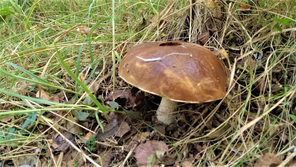 За грибами осенью Первые грибы