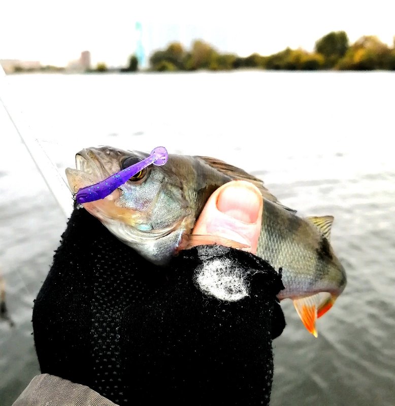 85% рыбы поймал на фиолет.