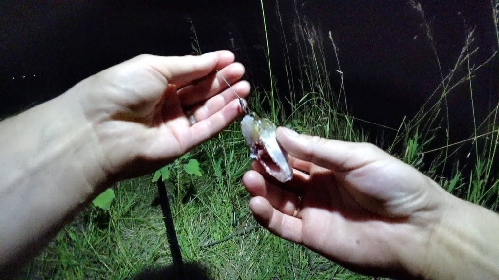 Закинул ночью на кусок рыбы  Рыбалка в Астрахани