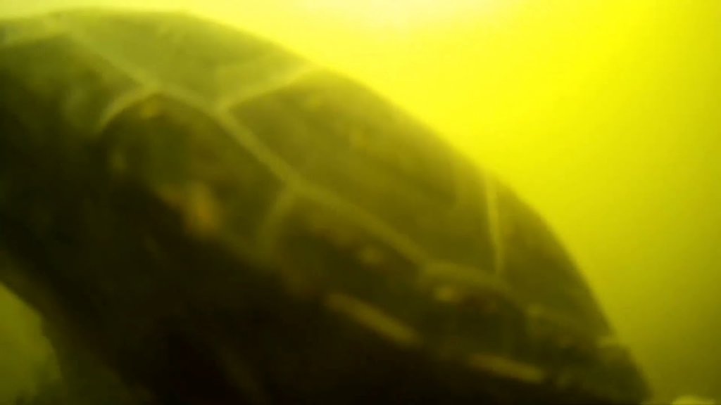 Черепаха чуть не украла камеру подводная съёмка
