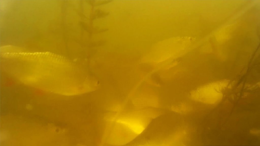 Реакция рыбы на батон с йогуртом. Подводные съёмки как рыба реагирует на самодельную прикормку.
