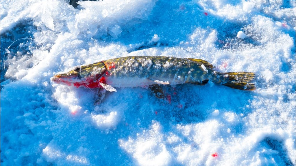 Рыбалка на жерлицы. Первый лед 2020-2021. Открытие зимнего сезона ловли со льда