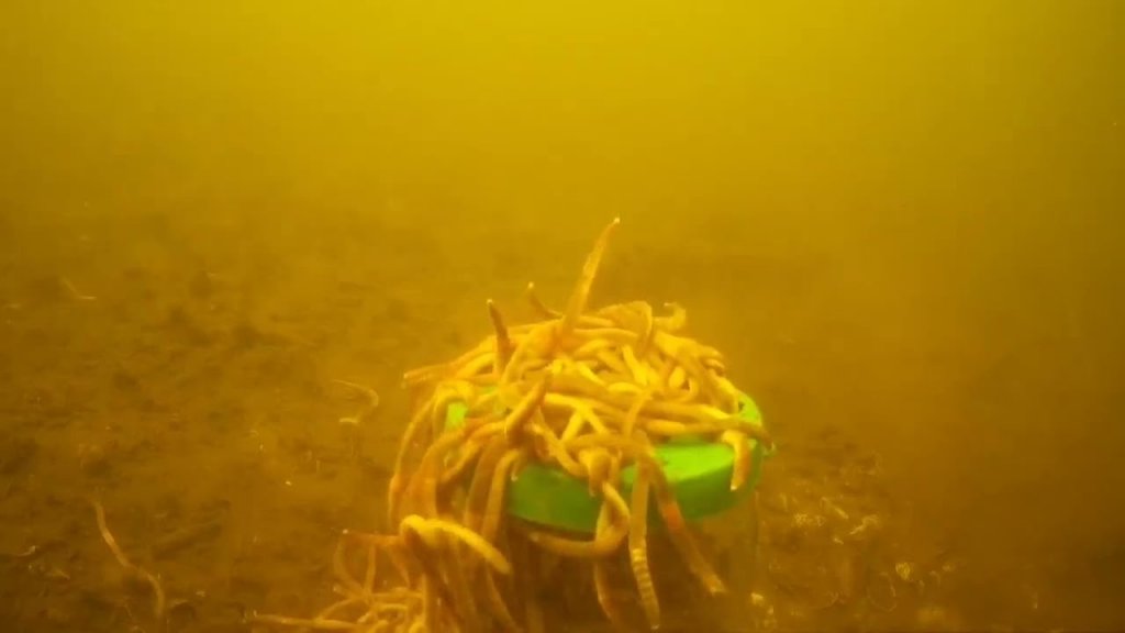 Реакция рыбы Червей подводная съёмка червей много червей рыбалка на червя