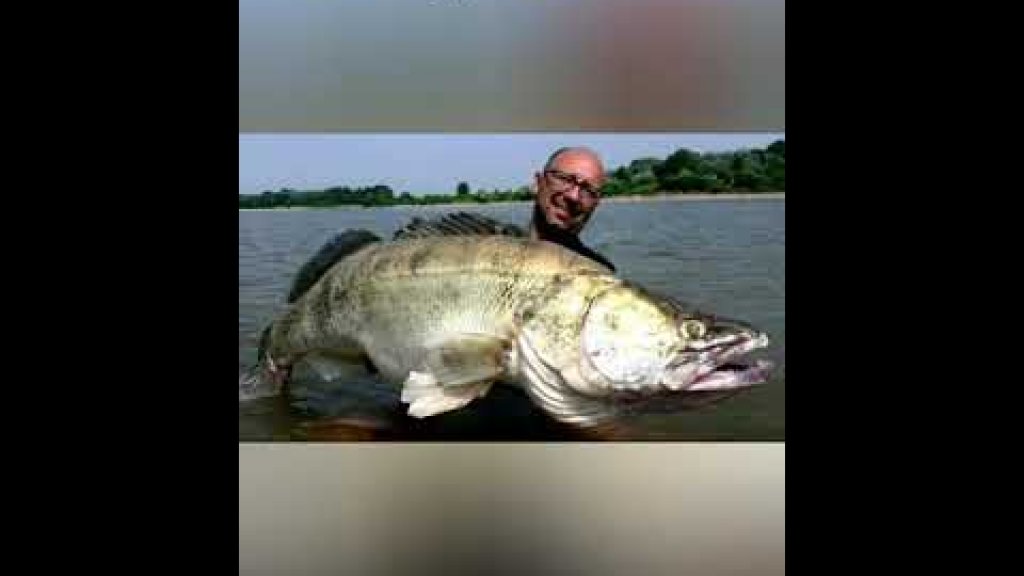 Самые крупные уловы в мире! Часть 2 #рыбалка