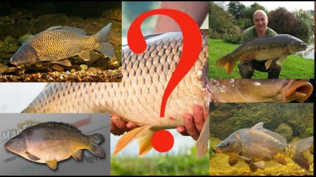 Какие виды карпа бывают. 5 основных видов самой популярной рыбы.