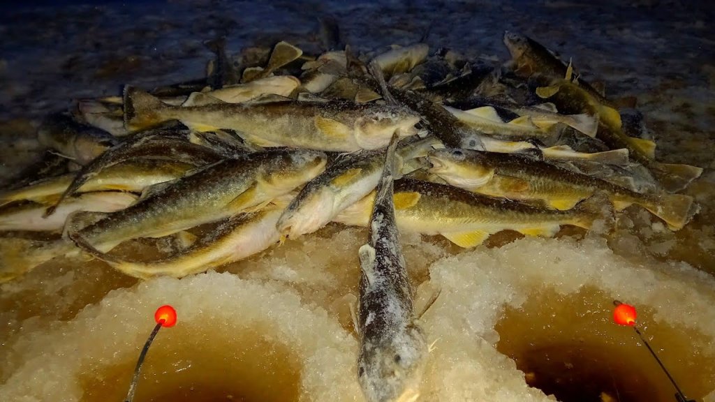 Рыбалка первый лёд 2021.таскаю рыбу на удочку.