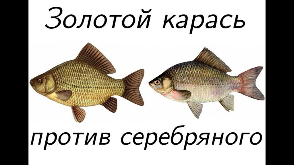 Золотой карась против серебряного. Чем отличаются два вида самой популярной рыбы.