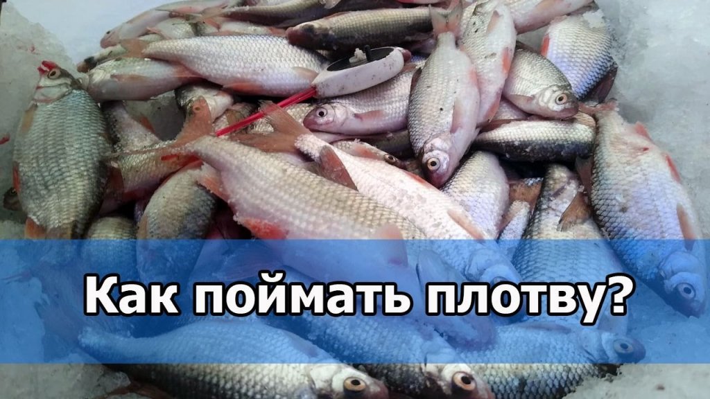 Уловистая оснастка зимней удочки на плотву Уловистая оснастка зимней удочки на плотву