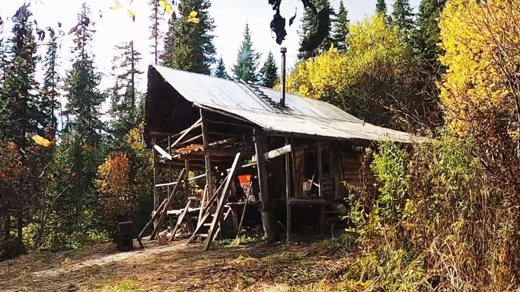 Дом 2 в тайге. Сибирское золото тайги - кедровая шишка, кедровый орех. Прогулка по лесу