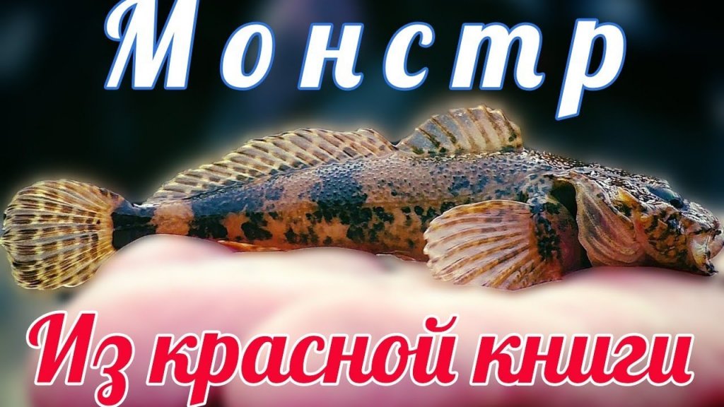 Кто знает, что за рыба? Кто знает, что за рыба?