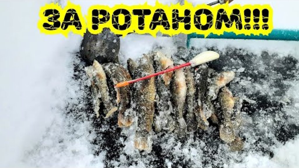 Рыбалка на ротана! Первый лёд! Наловил головёшек! Рыбалка на ротана! Первый лёд! Наловил головёшек!