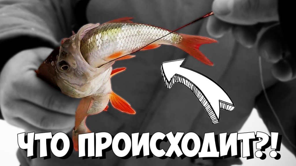 Окуни каннибалы их атакуют! Все в шоке от такой рыбалки! Первый лёд 2021 Окуни каннибалы их атакуют! Все в шоке от такой рыбалки! Первый лёд 2021