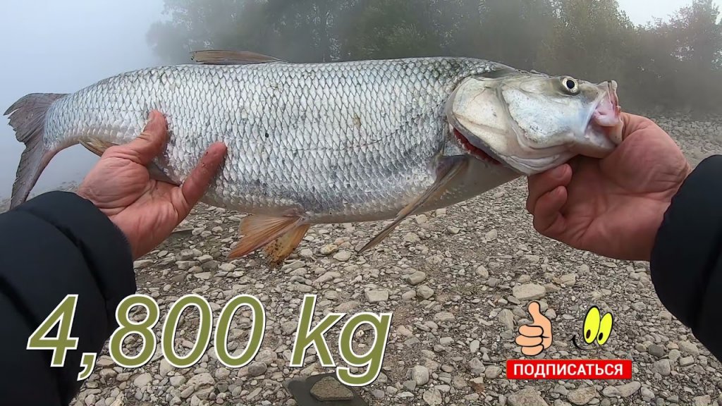Жерех в тумане и опять новый рекорд!!! Жерех #5 Окунь. Жерех в тумане и опять новый рекорд!!! Жерех #5 Окунь.