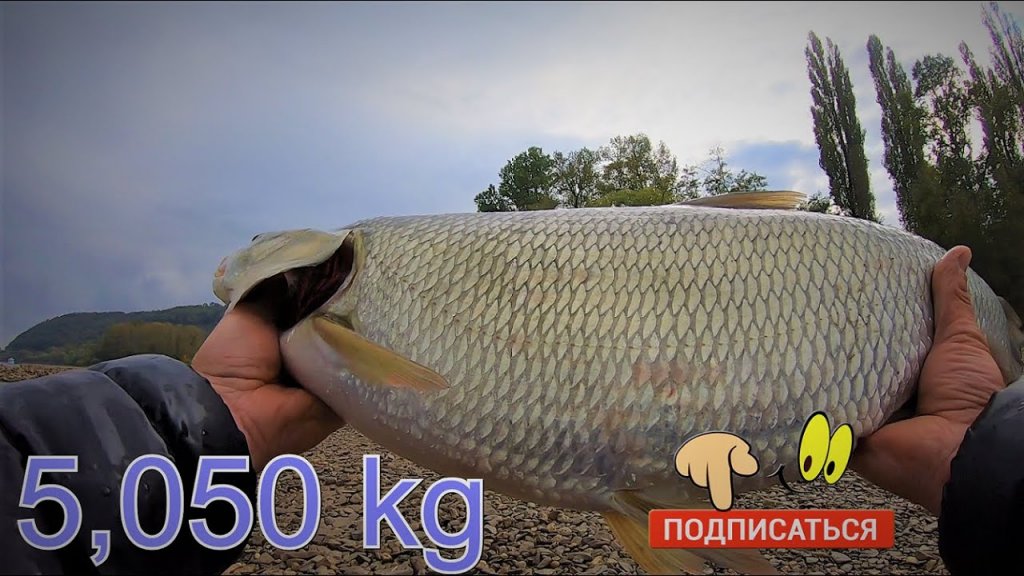 Жерех есть везде !? Проверка теории и опять новый рекорд. Жерех #6 Жерех есть везде !? Проверка теории и опять новый рекорд. Жерех #6