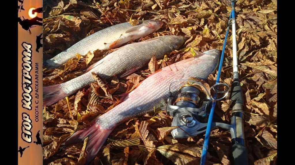 Рыбалка на жереха осенью. Отрыв со спиннингом. Река Или. Октябрь 2021г.
