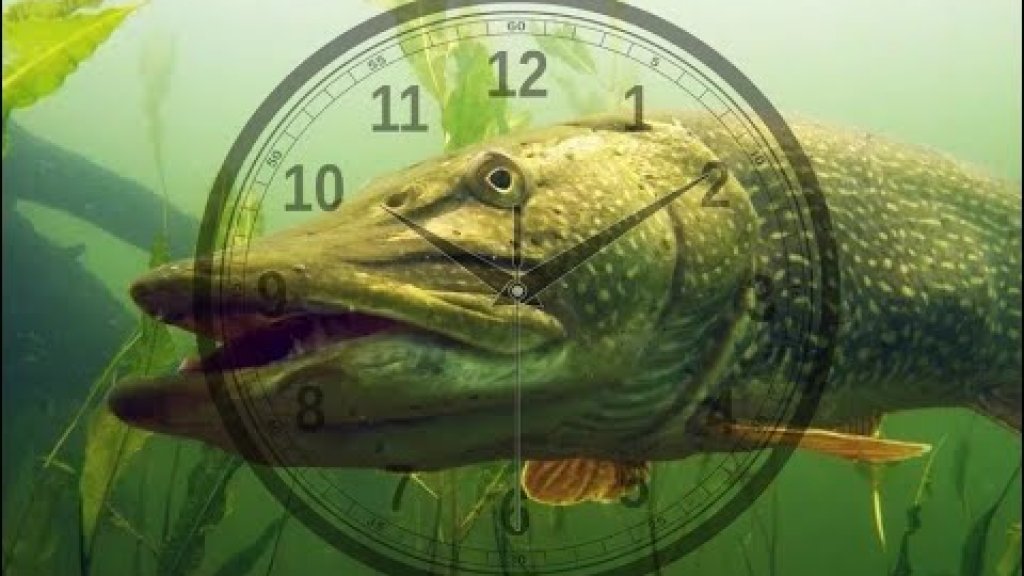 Почему рыба лучше клюет утром? Три фактора, которые приводят к этому.