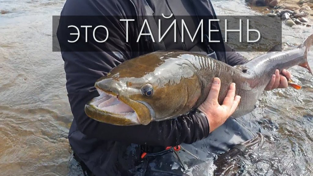 Рыбалка в Якутии на тайменя с новой сборной (3 часть)