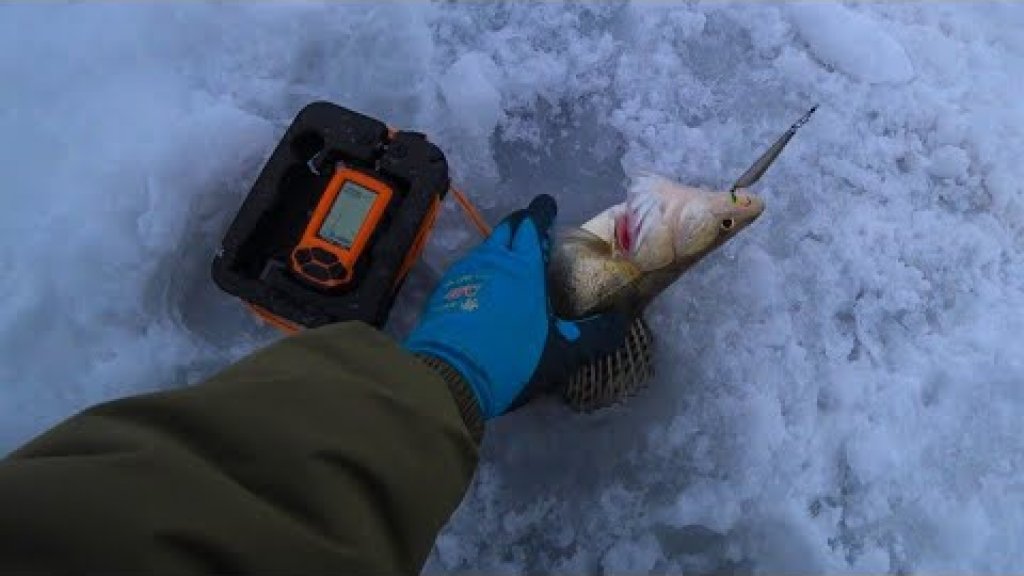 СУДАК ВЫБИВАЕТ удочку из РУК! Рыбалка на Оби на судака по первому льду 2021-22