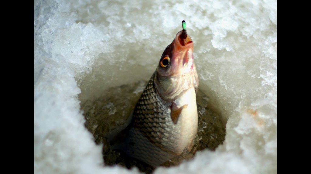 Зимняя рыбалка.ловля плотвы и окуня на мотыля.