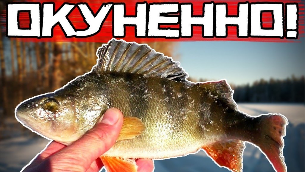 Окуни не лезут в лунку! Такое бывает? Все просто... Окунели! Окуни не лезут в лунку! Такое бывает? Все просто... Окунели!