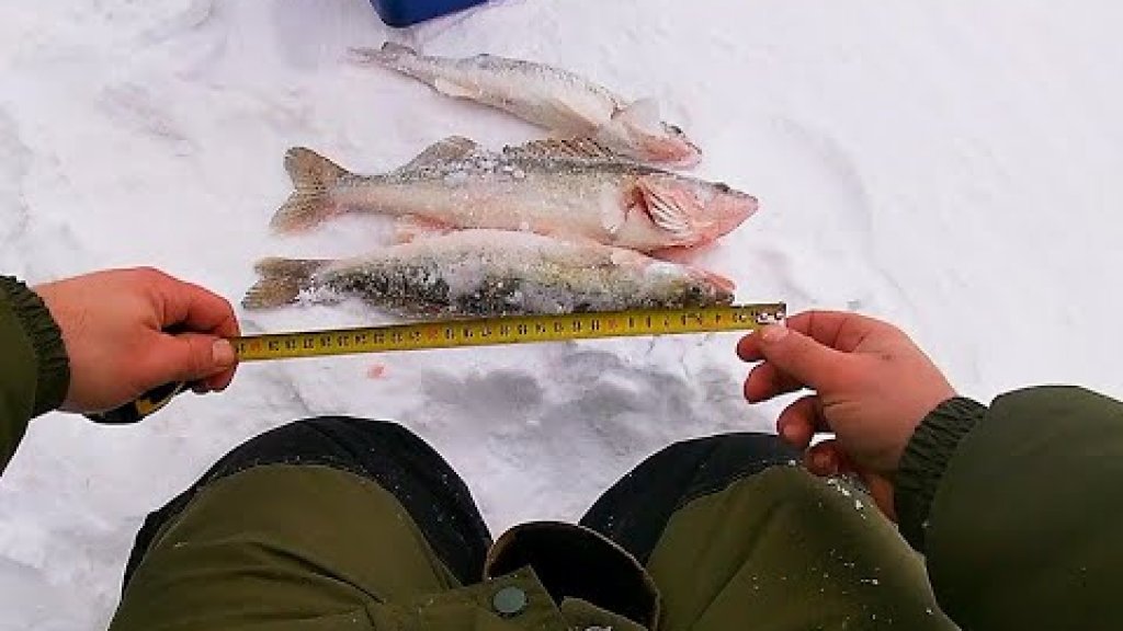 Ловля судака на блесну зимой!!!уже не первый лёд а рыба всё клюёт!!!