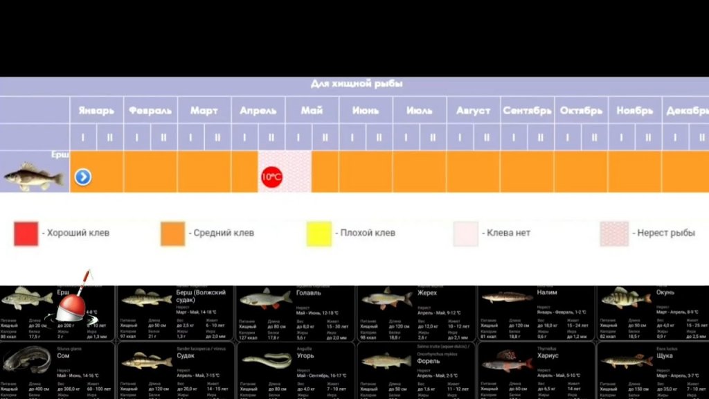 Активность клева Хищной рыбы Календарь клева #1