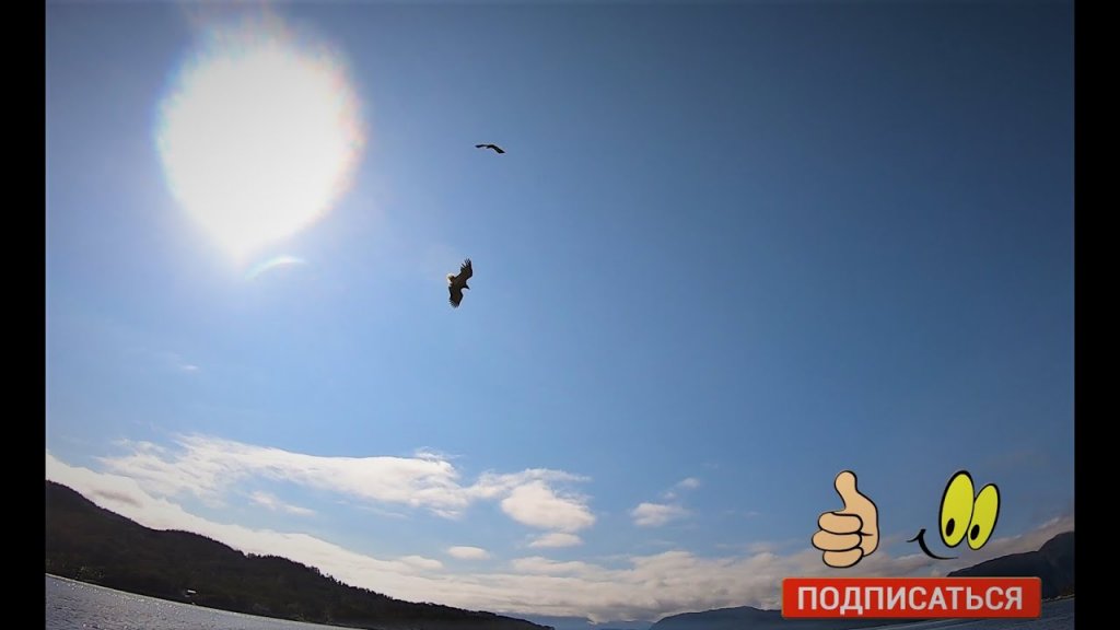Мольва, мольва и ещё раз мольва. Морские орлы. Норвегия 2021. Мольва, мольва и ещё раз мольва. Морские орлы. Норвегия 2021.