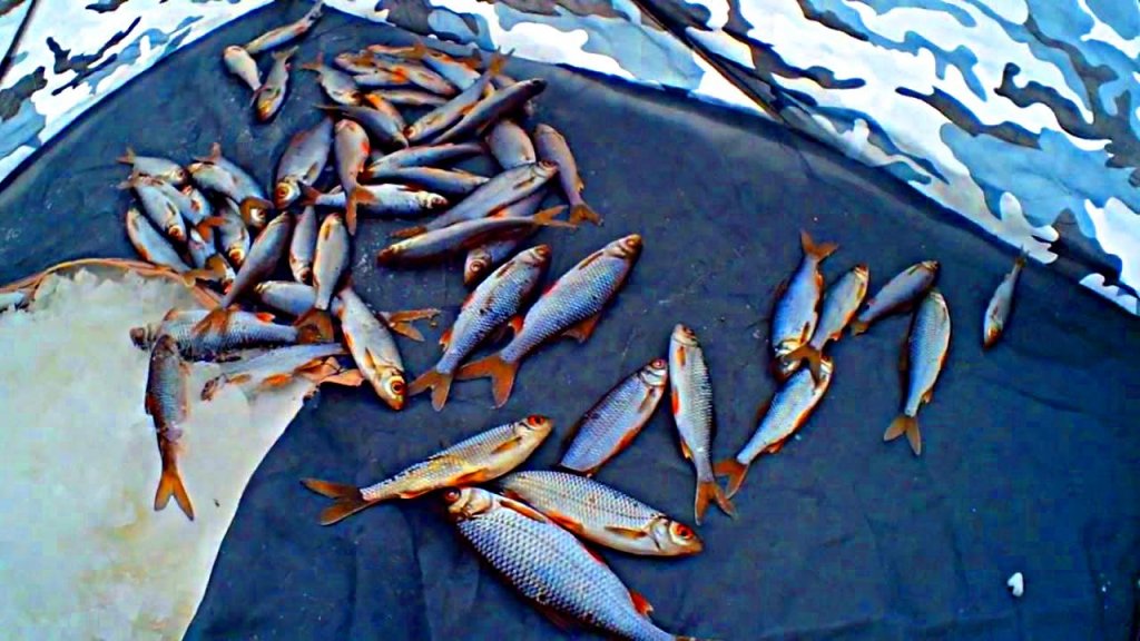 Зимняя рыбалка на опарыша с чесноком,укропом,копчёной колбасой