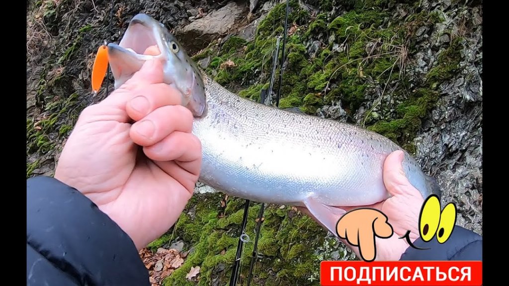 ЗА КРУПНОЙ ФОРЕЛЬЮ. Wallerstube Obersteinebach. ЗА КРУПНОЙ ФОРЕЛЬЮ. Wallerstube Obersteinebach.