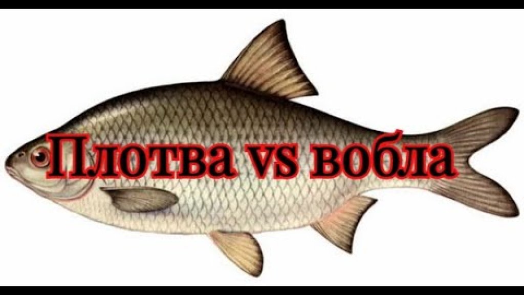 ВОБЛА vs ПЛОТВА. Это разные рыбы или нет?  Отличие плотвы от воблы. Виды рыб