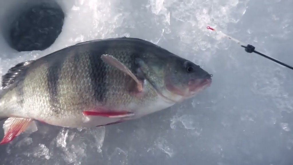 Зимняя рыбалка на окуня. Финский убойный балансир