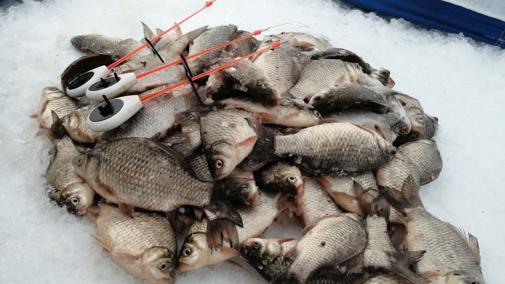Бешеный клёв карася. Попали на жор. Ловля карася зимой на мормышку. Зимняя рыбалка 2022. Бешеный клёв карася. Попали на жор. Ловля карася зимой на мормышку. Зимняя рыбалка 2022.
