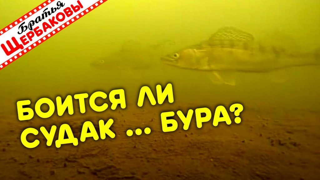 Подводные съемки ловли судака. Реакция на шум и приманки Подводные съемки ловли судака. Реакция на шум и приманки
